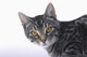 Portrait of a grey tabby cat;Vancouver british columbia canada Wall Mural