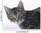 Portrait of a grey tabby cat;Vancouver british columbia canada Wall Mural