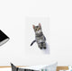 Grey Tabby Cat Looking Wall Decal