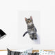 Grey Tabby Cat Looking Wall Decal