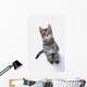 Grey Tabby Cat Looking Wall Decal