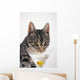 Grey tabby cat drinking martini;Vancouver british columbia canada Wall Mural