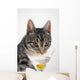Grey tabby cat drinking martini;Vancouver british columbia canada Wall Mural