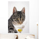 Grey tabby cat drinking martini;Vancouver british columbia canada Wall Mural