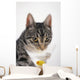 Grey tabby cat drinking martini;Vancouver british columbia canada Wall Mural