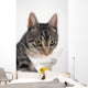 Grey tabby cat drinking martini;Vancouver british columbia canada Wall Mural