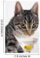 Grey tabby cat drinking martini;Vancouver british columbia canada Wall Mural