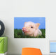 Baby pig lying on grass;British columbia canada Wall Mural
