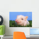 Baby pig lying on grass;British columbia canada Wall Mural