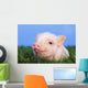 Baby pig lying on grass;British columbia canada Wall Mural