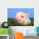 Baby pig lying on grass;British columbia canada Wall Mural