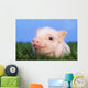 Baby pig lying on grass;British columbia canada Wall Mural