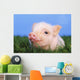 Baby pig lying on grass;British columbia canada Wall Mural