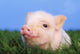 Baby pig lying on grass;British columbia canada Wall Mural
