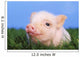 Baby pig lying on grass;British columbia canada Wall Mural