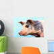 Pig with a blue background;British columbia canada Wall Mural
