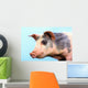 Pig with a blue background;British columbia canada Wall Mural