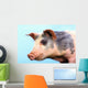 Pig with a blue background;British columbia canada Wall Mural