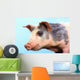 Pig with a blue background;British columbia canada Wall Mural