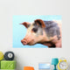 Pig with a blue background;British columbia canada Wall Mural