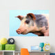 Pig with a blue background;British columbia canada Wall Mural