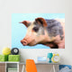 Pig with a blue background;British columbia canada Wall Mural