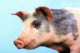 Pig with a blue background;British columbia canada Wall Mural