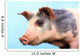 Pig with a blue background;British columbia canada Wall Mural