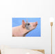 Pig with a blue background;British columbia canada Wall Mural