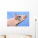 Pig with a blue background;British columbia canada Wall Mural