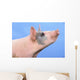 Pig with a blue background;British columbia canada Wall Mural