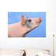 Pig with a blue background;British columbia canada Wall Mural