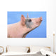 Pig with a blue background;British columbia canada Wall Mural