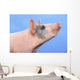 Pig with a blue background;British columbia canada Wall Mural
