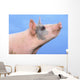 Pig with a blue background;British columbia canada Wall Mural