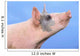 Pig with a blue background;British columbia canada Wall Mural