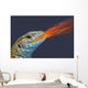 Fire-breathing rainbow lizard;British columbia canada Wall Mural