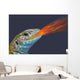 Fire-breathing rainbow lizard;British columbia canada Wall Mural
