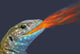 Fire-breathing rainbow lizard;British columbia canada Wall Mural