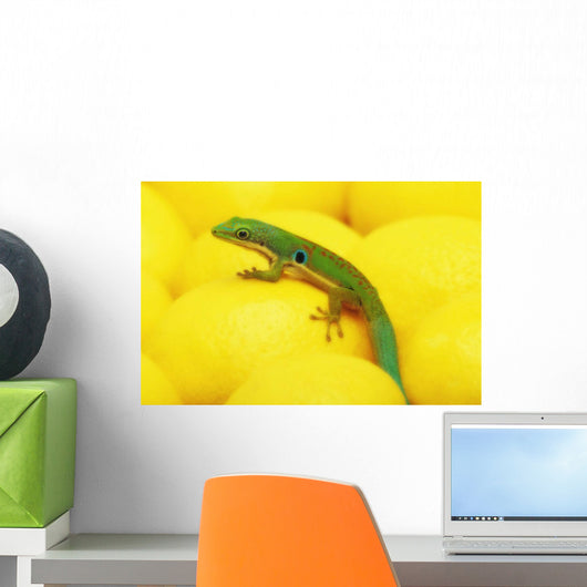 Day gecko on ear of yellow corn;British columbia canada Wall Mural