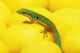 Day gecko on ear of yellow corn;British columbia canada Wall Mural