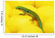 Day gecko on ear of yellow corn;British columbia canada Wall Mural