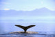 Humpback Whale's Tail Lifting Wall Decal
