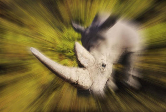 Charging rhinoceros;Africa Wall Mural