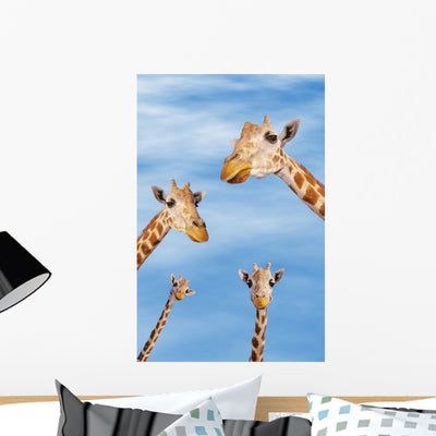 Four Giraffes Looking Downward Wall Mural shown on a wall