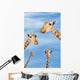 Four giraffes looking downward;Africa Wall Mural