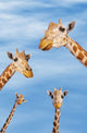 Four giraffes looking downward;Africa Wall Mural