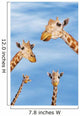 Four giraffes looking downward;Africa Wall Mural