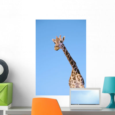 Giraffe against Blue Sky Wall Mural shown on a wall