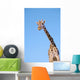 A giraffe against a blue sky;Africa Wall Mural